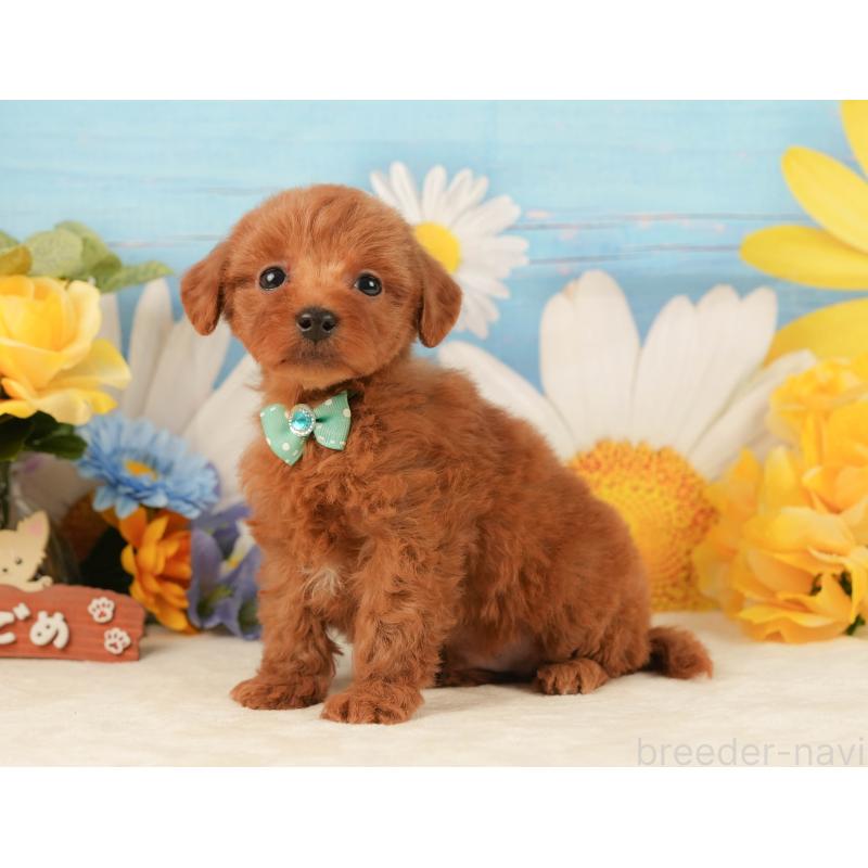 販売中の静岡県のトイプードル-443638の8枚目