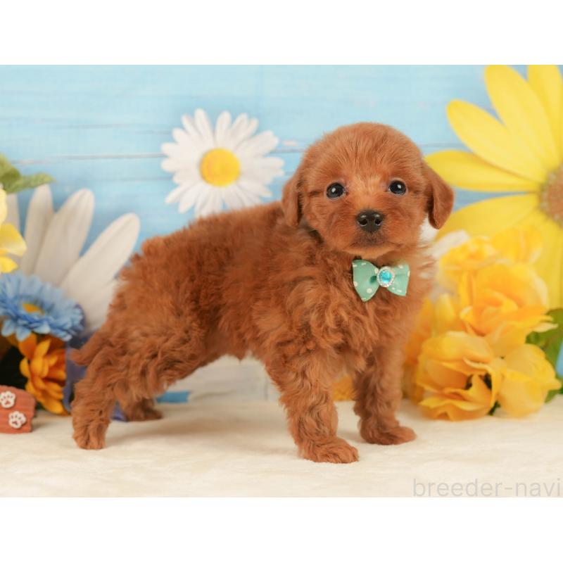 販売中の静岡県のトイプードル-443638の7枚目