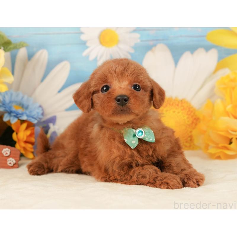 販売中の静岡県のトイプードル-443638の6枚目