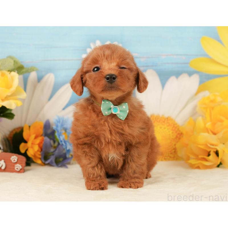 販売中の静岡県のトイプードル-443638の4枚目