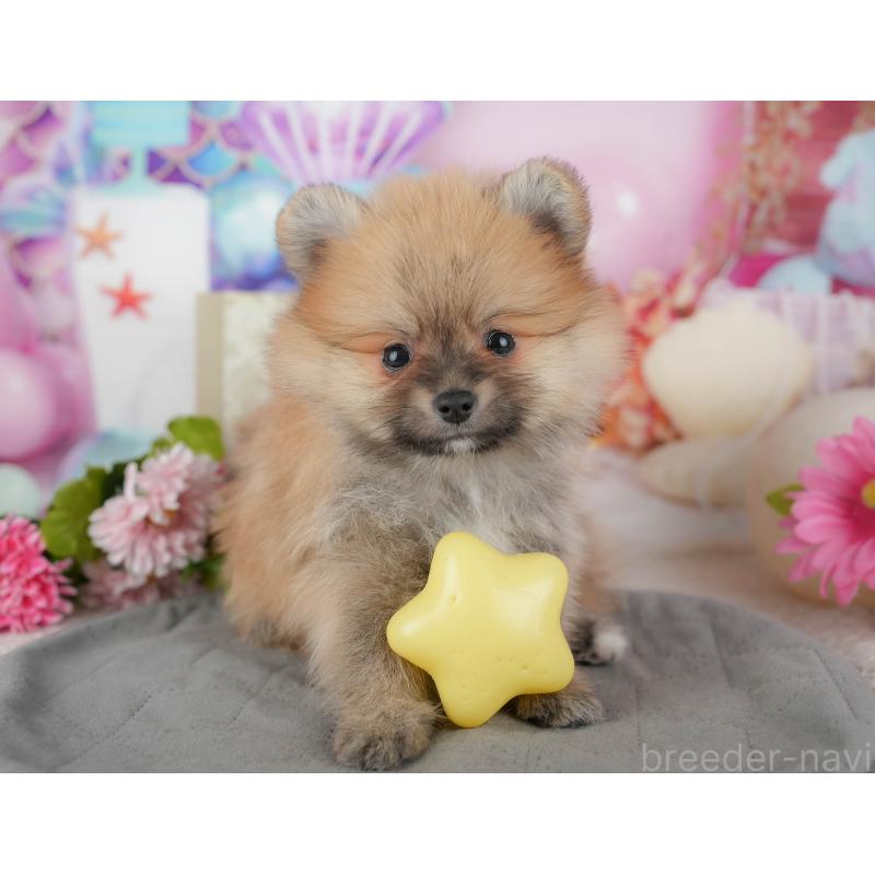 販売中の茨城県のポメラニアン-443497の11枚目