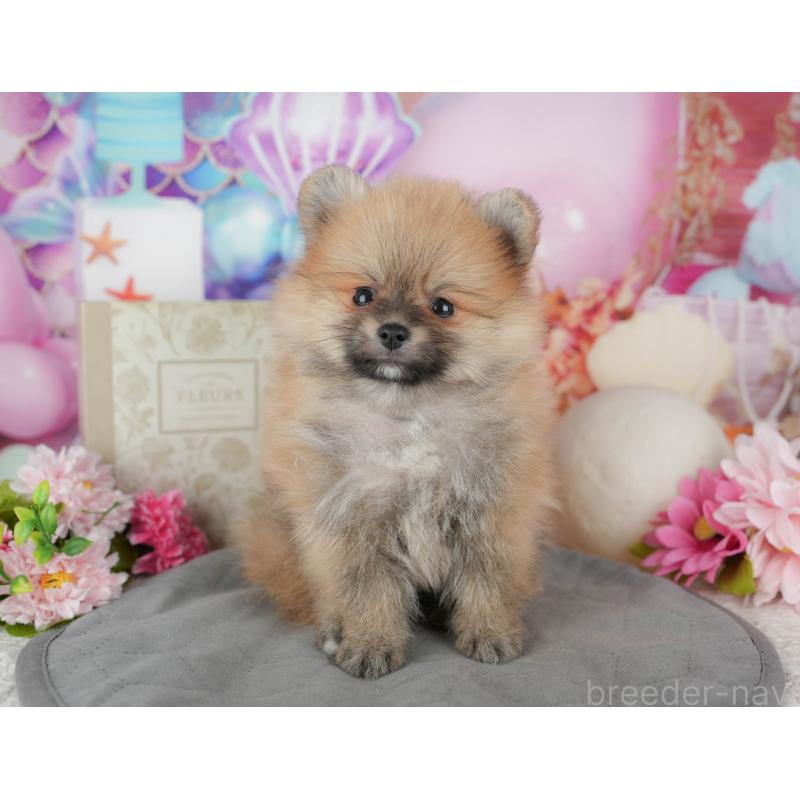販売中の茨城県のポメラニアン-443497の9枚目
