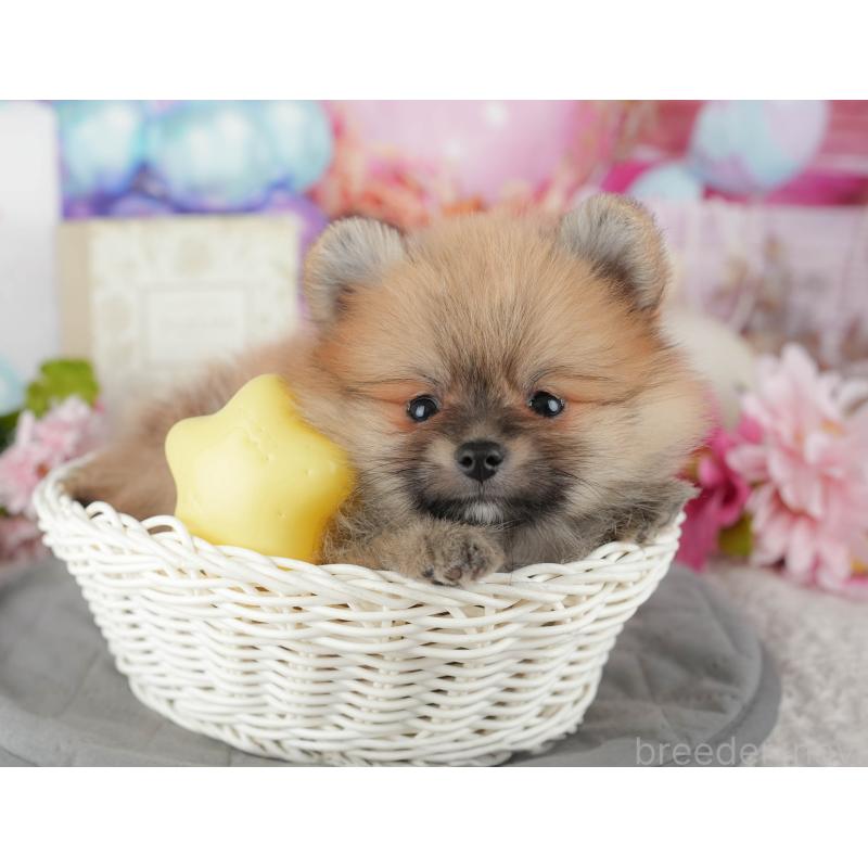 販売中の茨城県のポメラニアン-443497の8枚目