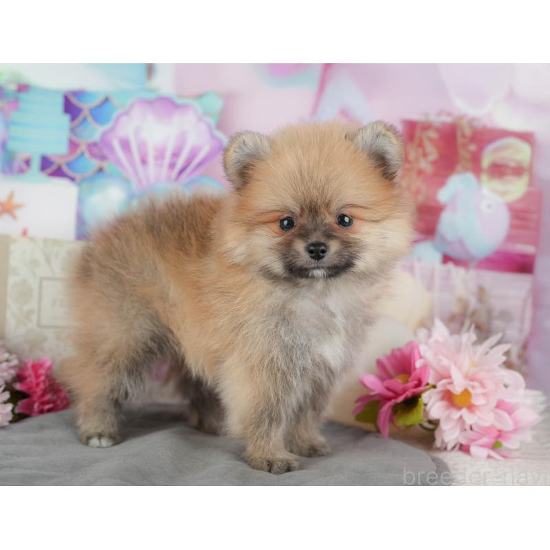 販売中の茨城県のポメラニアン-443497の5枚目