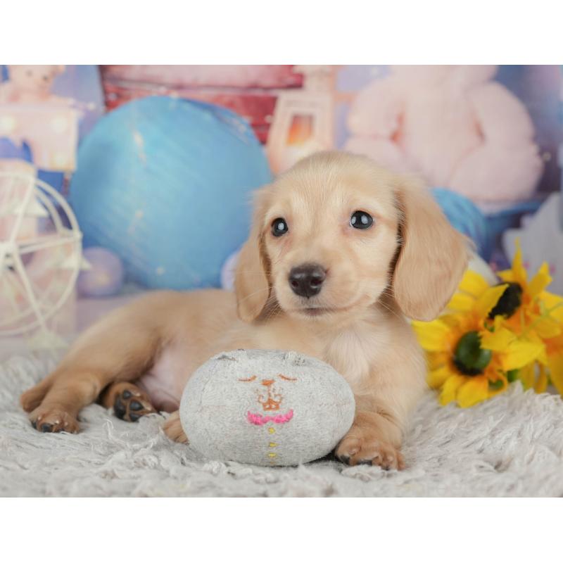 販売中の茨城県のミニチュアダックスフンド(ロングヘアード)-443490の13枚目