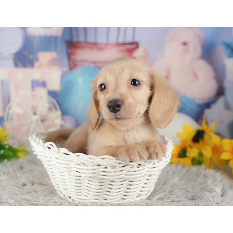 販売中の茨城県のミニチュアダックスフンド(ロングヘアード)-443490の12枚目