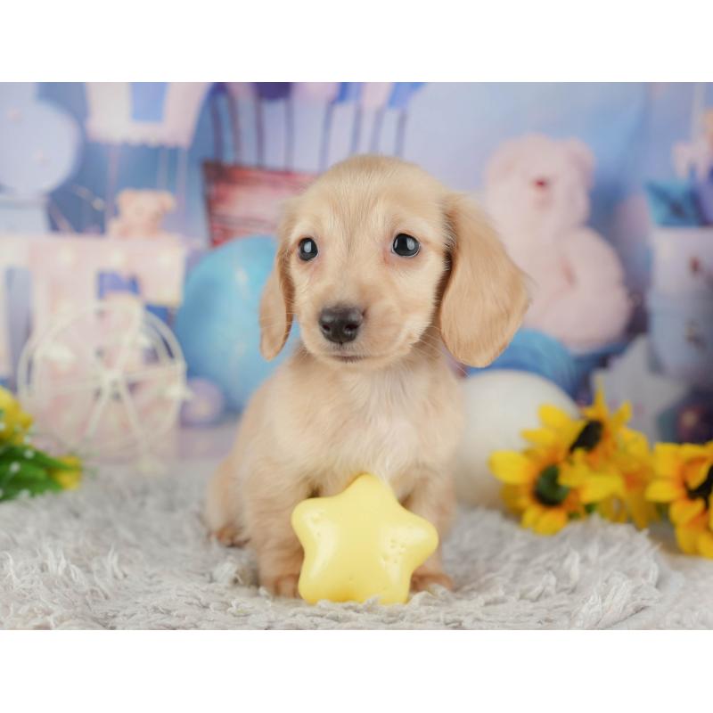 販売中の茨城県のミニチュアダックスフンド(ロングヘアード)-443490の11枚目