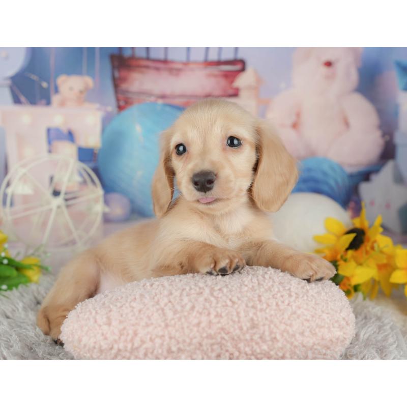 販売中の茨城県のミニチュアダックスフンド(ロングヘアード)-443490の10枚目