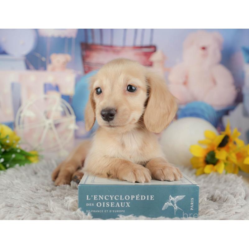 販売中の茨城県のミニチュアダックスフンド(ロングヘアード)-443490の9枚目