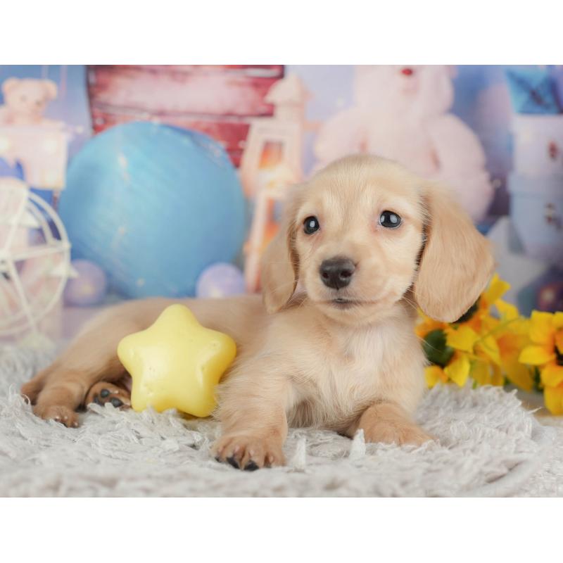 販売中の茨城県のミニチュアダックスフンド(ロングヘアード)-443490の8枚目