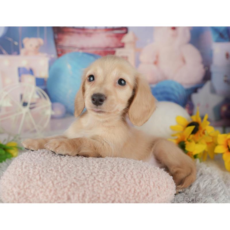 販売中の茨城県のミニチュアダックスフンド(ロングヘアード)-443490の7枚目