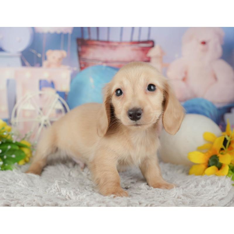 販売中の茨城県のミニチュアダックスフンド(ロングヘアード)-443490の5枚目