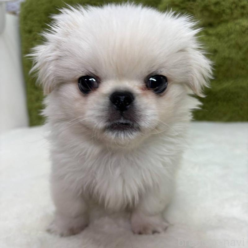 販売中の愛知県のペキニーズ-443448