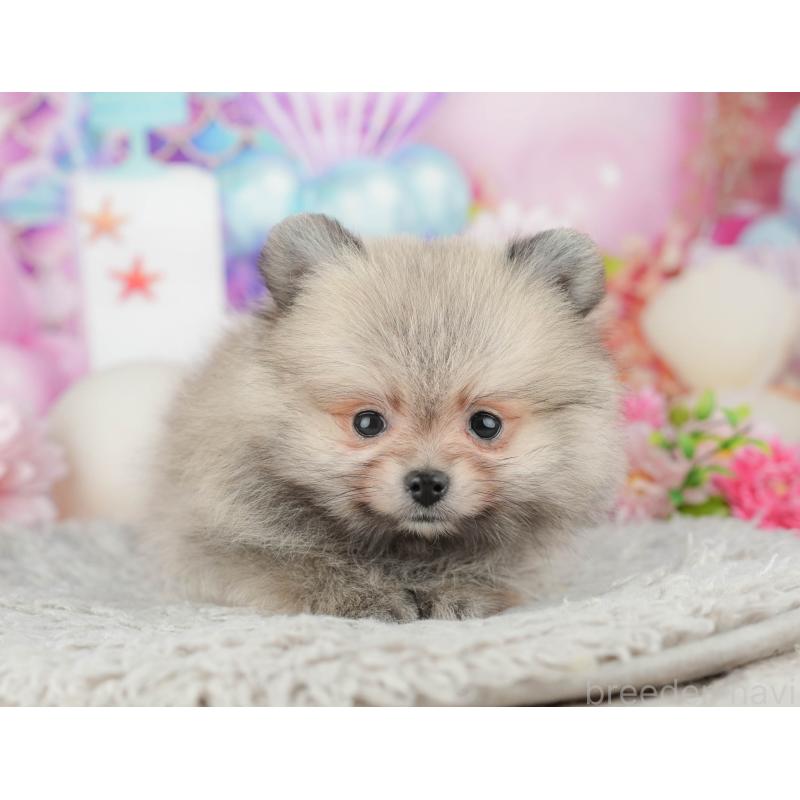 販売中の茨城県のポメラニアン-443507の13枚目