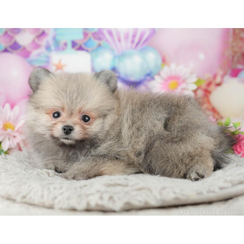 販売中の茨城県のポメラニアン-443507の12枚目