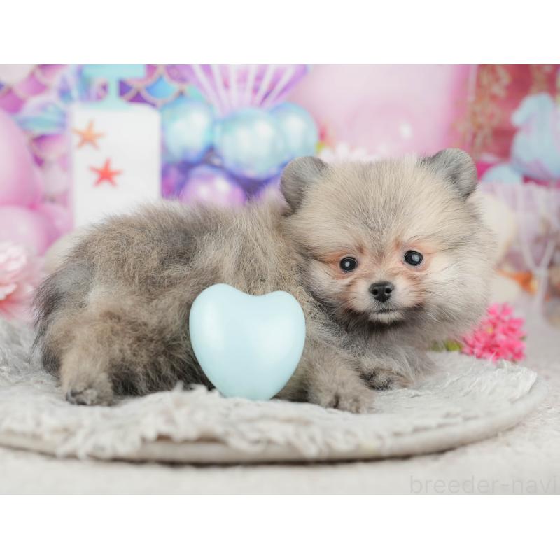 販売中の茨城県のポメラニアン-443507の11枚目