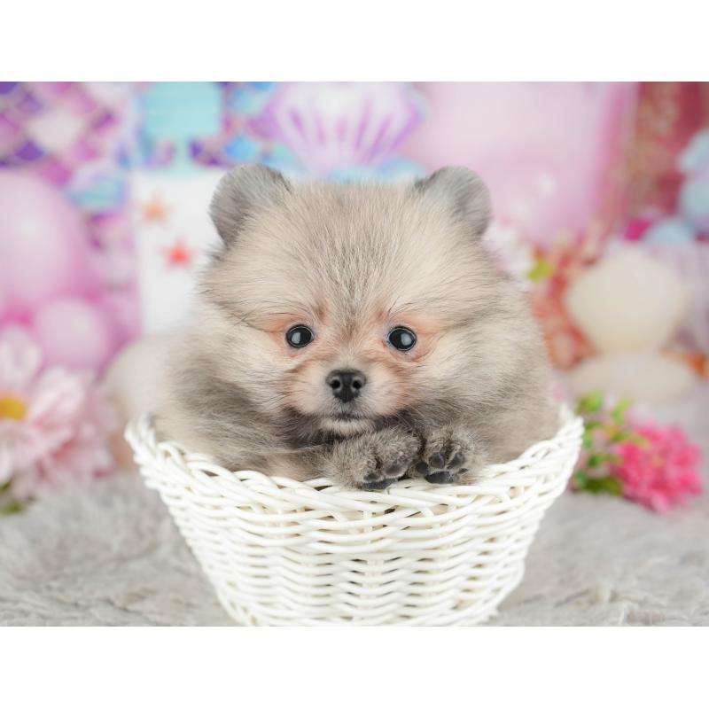 販売中の茨城県のポメラニアン-443507の8枚目