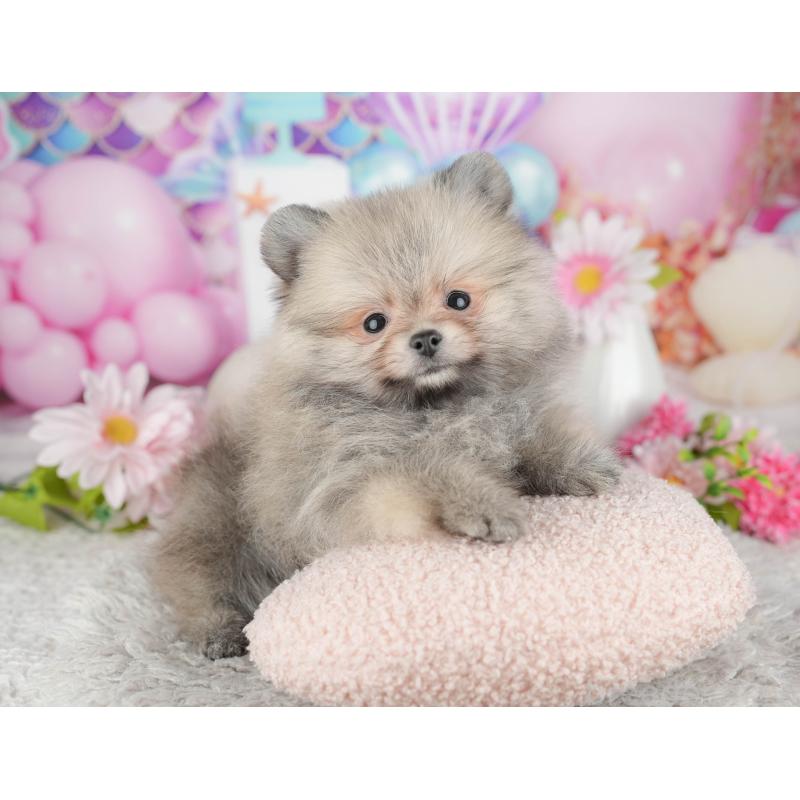 販売中の茨城県のポメラニアン-443507の6枚目