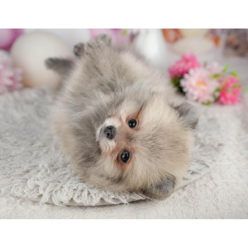 販売中の茨城県のポメラニアン-443507の5枚目