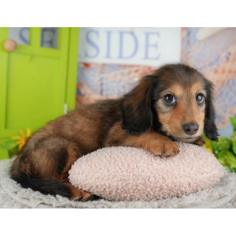 販売中の茨城県のミニチュアダックスフンド(ロングヘアード)-443511の12枚目