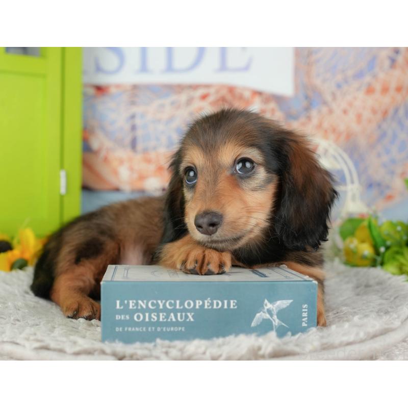 販売中の茨城県のミニチュアダックスフンド(ロングヘアード)-443511の11枚目