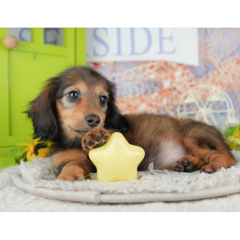 販売中の茨城県のミニチュアダックスフンド(ロングヘアード)-443511の10枚目