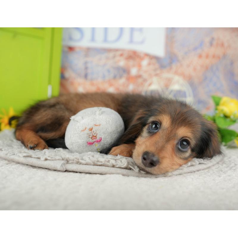 販売中の茨城県のミニチュアダックスフンド(ロングヘアード)-443511の9枚目