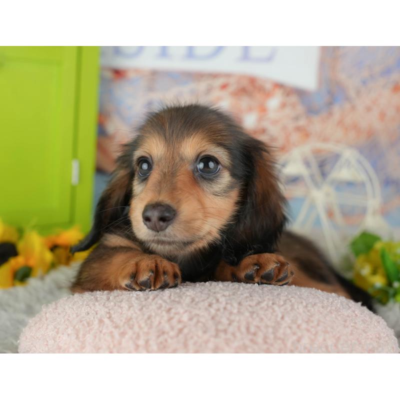 販売中の茨城県のミニチュアダックスフンド(ロングヘアード)-443511の8枚目