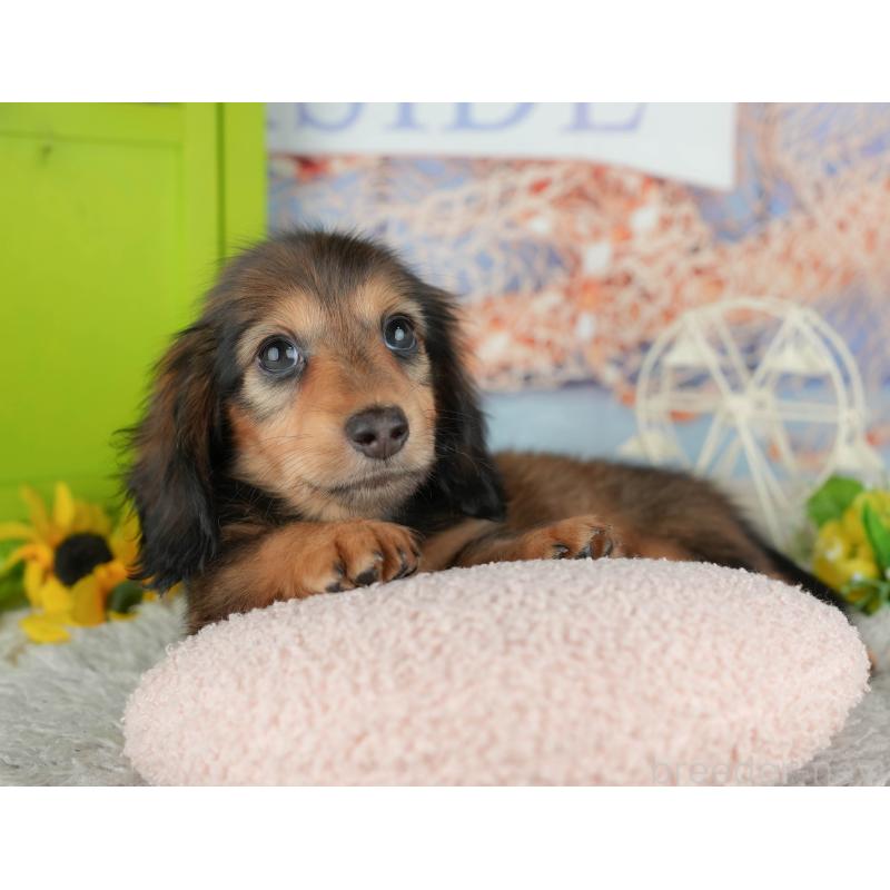 販売中の茨城県のミニチュアダックスフンド(ロングヘアード)-443511の7枚目