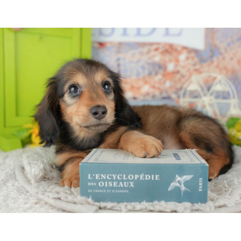 販売中の茨城県のミニチュアダックスフンド(ロングヘアード)-443511の6枚目