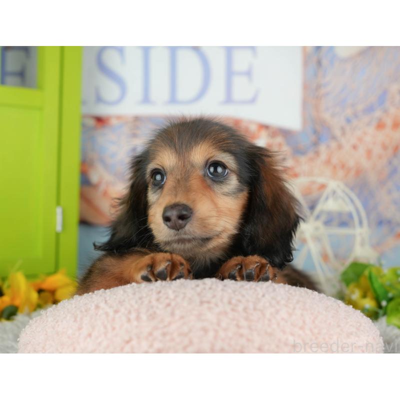 販売中の茨城県のミニチュアダックスフンド(ロングヘアード)-443511の5枚目