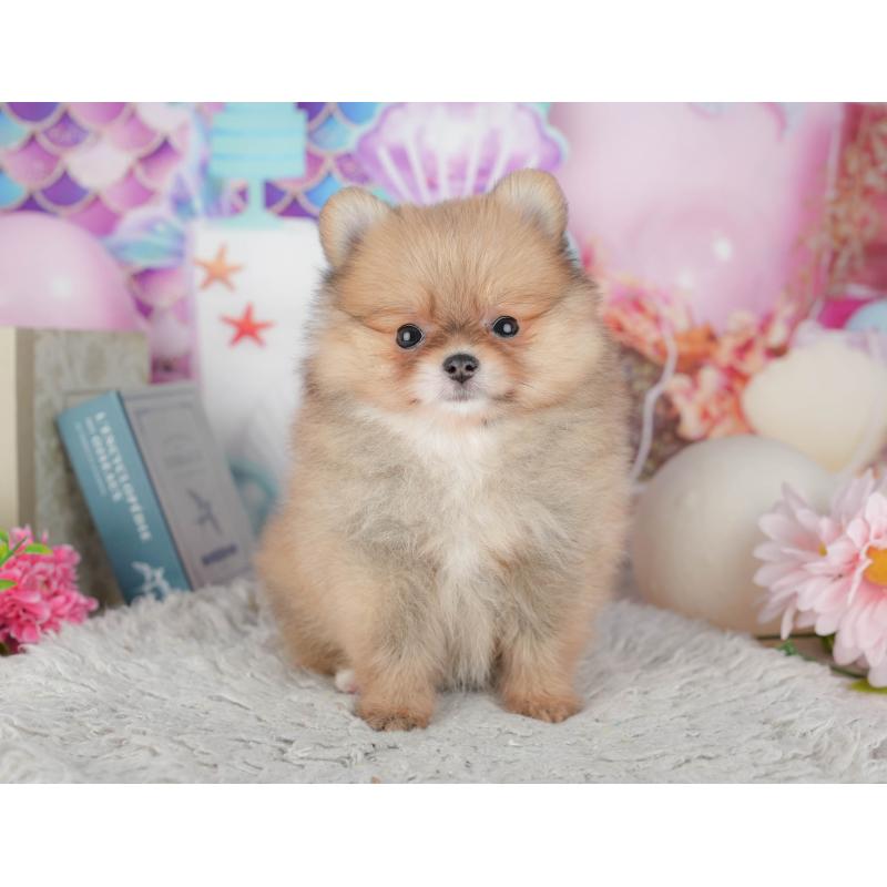 販売中の茨城県のポメラニアン-443510の13枚目