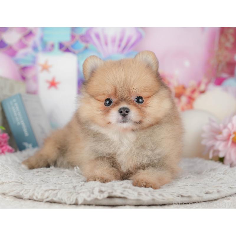 販売中の茨城県のポメラニアン-443510の12枚目