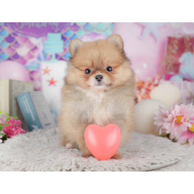 販売中の茨城県のポメラニアン-443510の11枚目