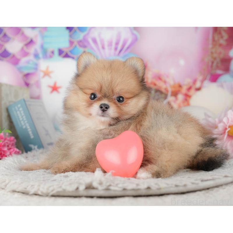 販売中の茨城県のポメラニアン-443510の10枚目