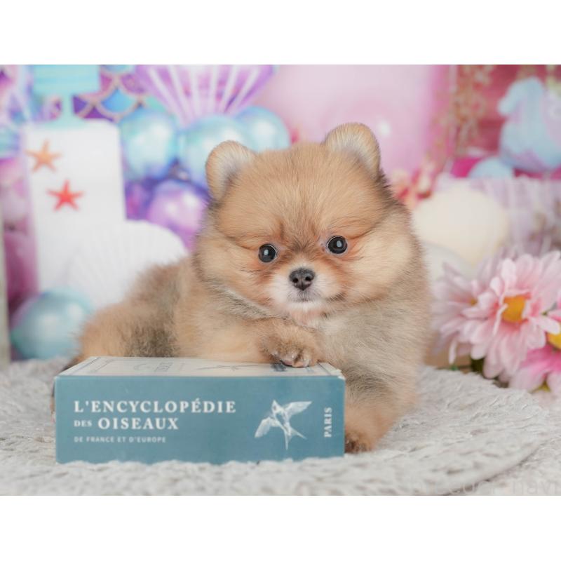 販売中の茨城県のポメラニアン-443510の9枚目