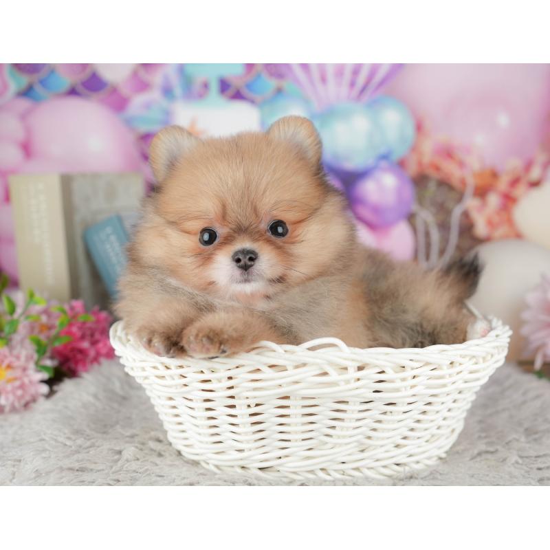 販売中の茨城県のポメラニアン-443510の8枚目