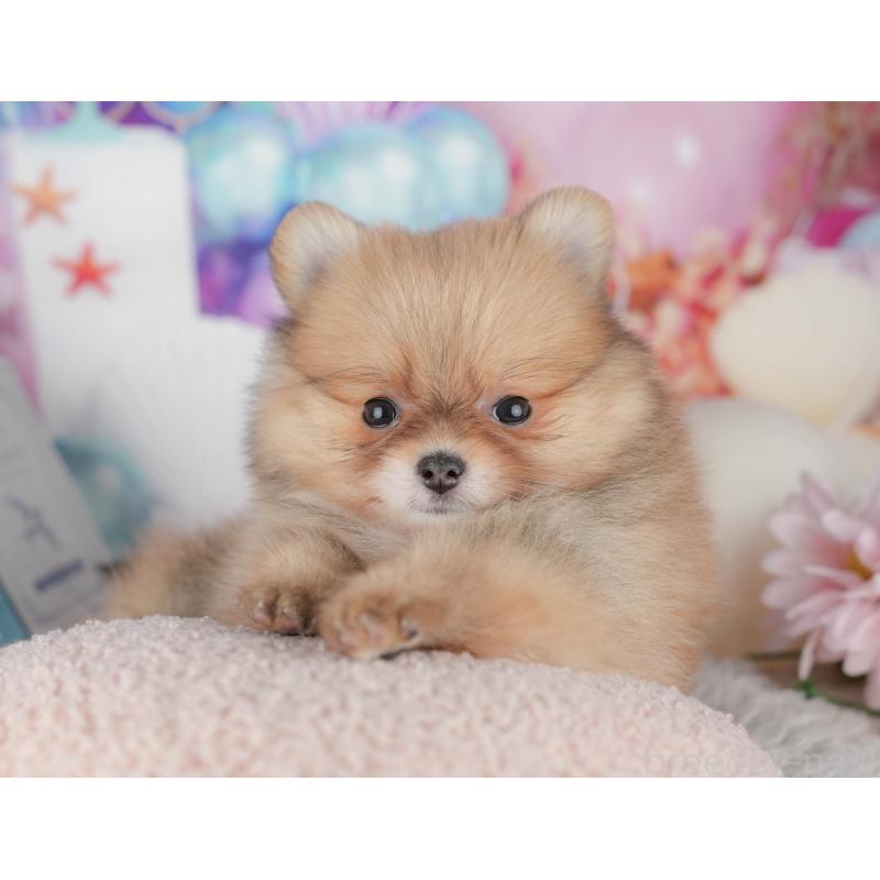 販売中の茨城県のポメラニアン-443510の7枚目