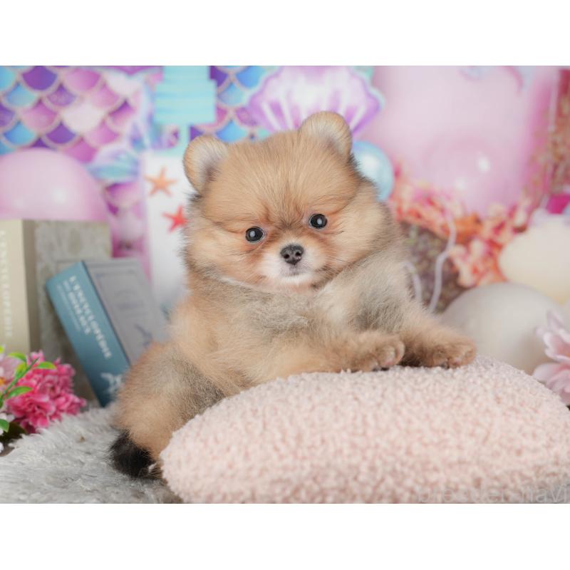 販売中の茨城県のポメラニアン-443510の6枚目