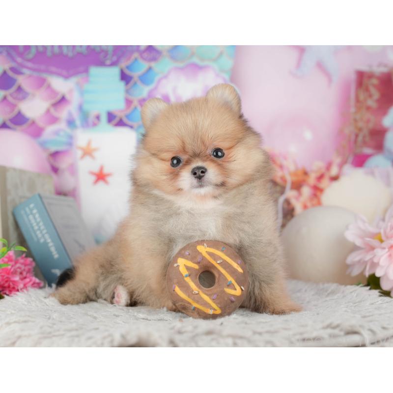 販売中の茨城県のポメラニアン-443510の5枚目