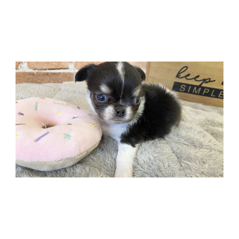 販売中の埼玉県のチワワ(ロングコート)-443450の5枚目