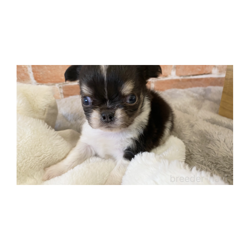 販売中の埼玉県のチワワ(ロングコート)-443450の4枚目