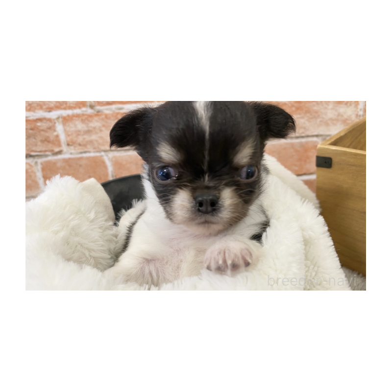 販売中の埼玉県のチワワ(ロングコート)-443450の3枚目