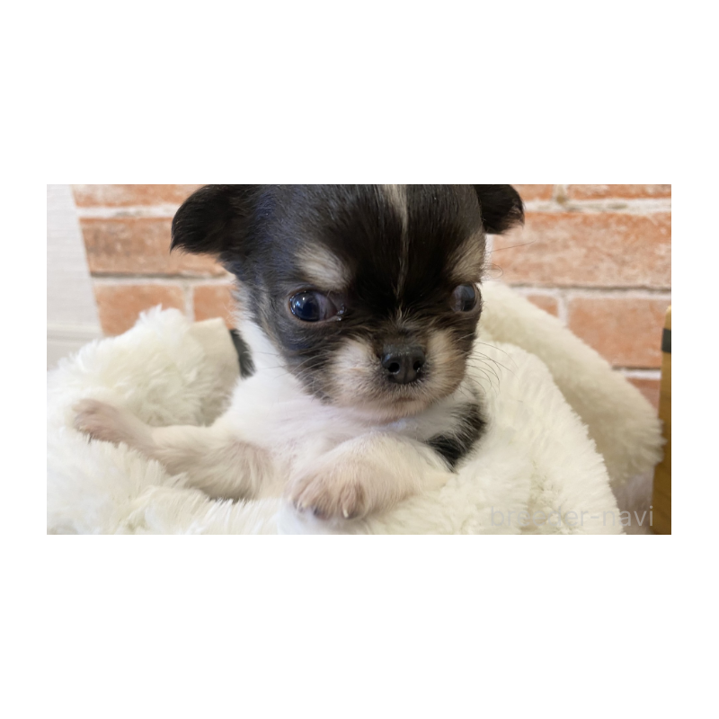 販売中の埼玉県のチワワ(ロングコート)-443450の2枚目