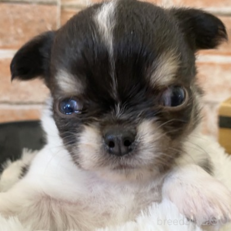 販売中の埼玉県のチワワ(ロングコート)-443450