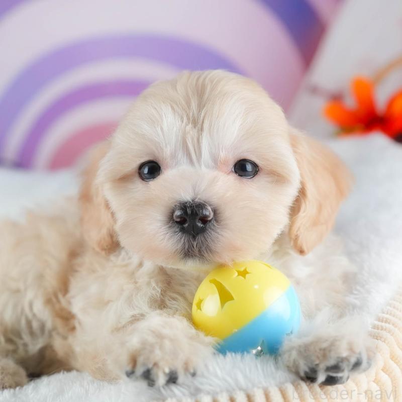 販売中の茨城県のミックス犬-443526の10枚目