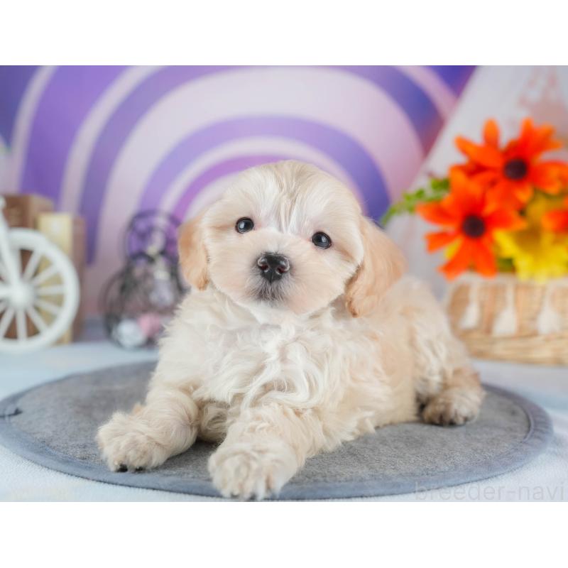 販売中の茨城県のミックス犬-443526の8枚目