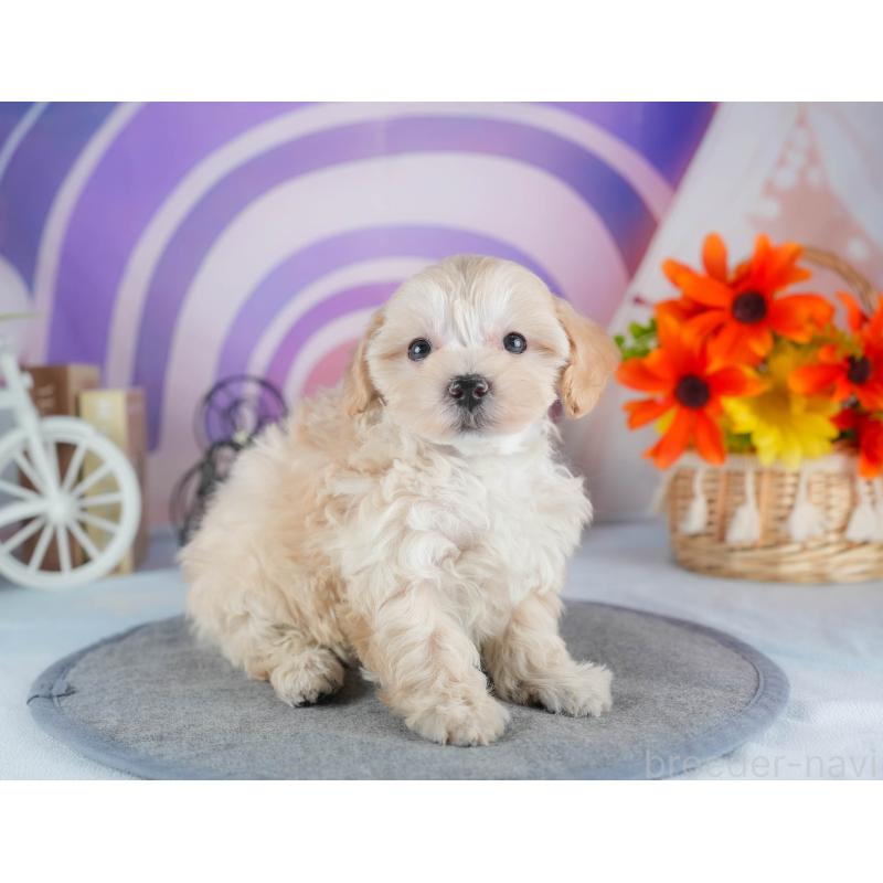 販売中の茨城県のミックス犬-443526の7枚目