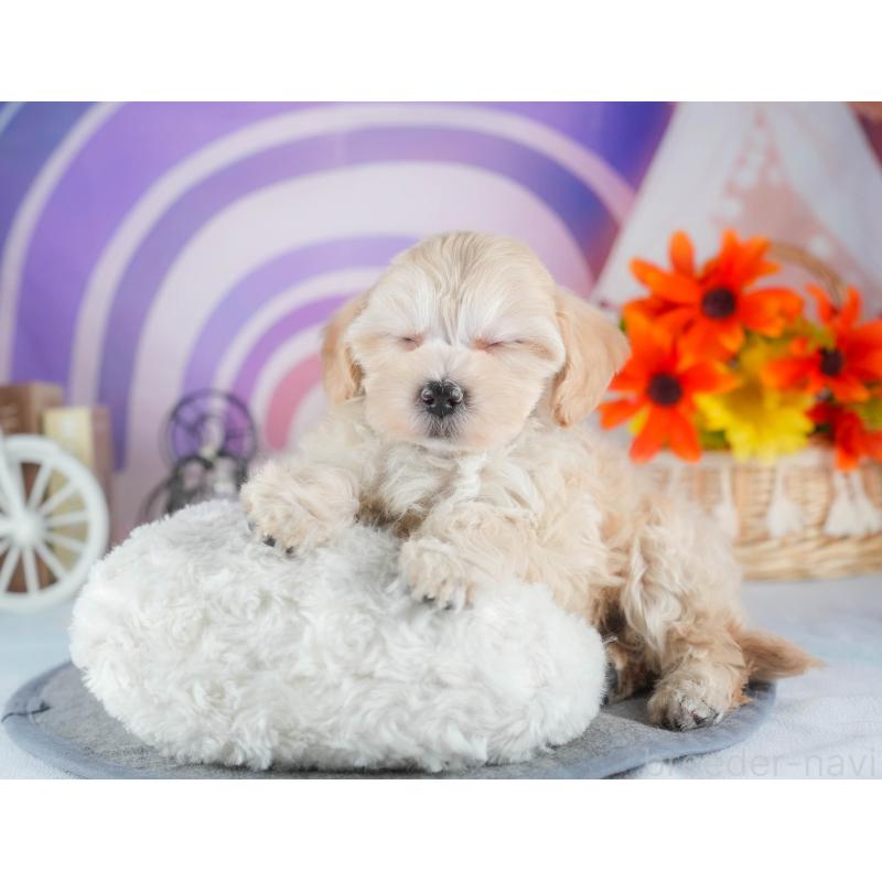 販売中の茨城県のミックス犬-443526の6枚目