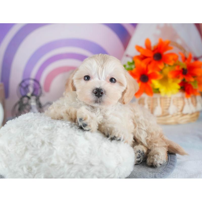 販売中の茨城県のミックス犬-443526の5枚目